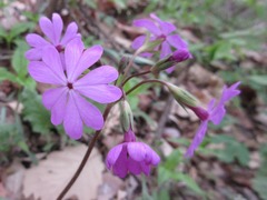 Primula sieboldii