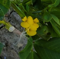 Medicago arabica