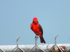 Pyrocephalus rubinus