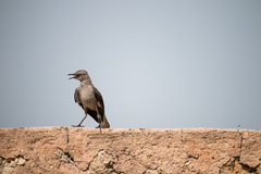 Mimus polyglottos