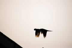 Psittacara chloropterus