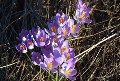 Crocus