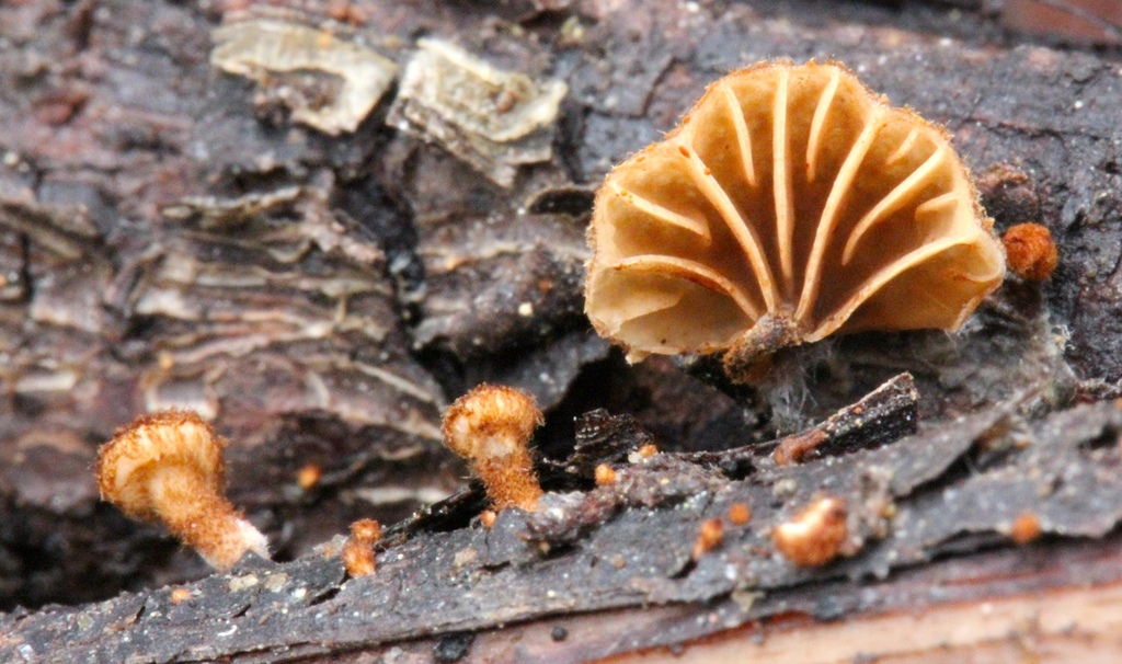 Phaeomarasmius sp. 'erinaceus-ID01'