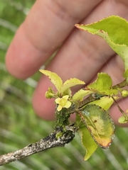Euonymus centidens