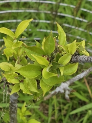 Euonymus centidens, photograph 賴碧珠, CC BY, iNaturalist via GBIF