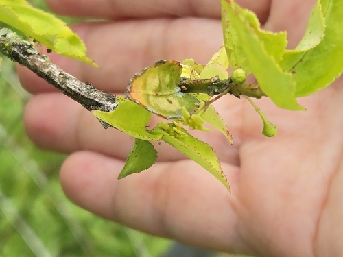 Euonymus centidens, photograph 2