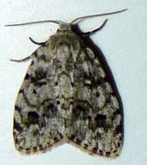Clemensia ochreata