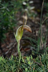 Pterostylis truncata