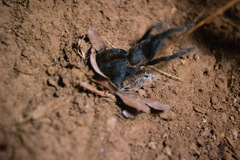 Cyriopagopus longipes