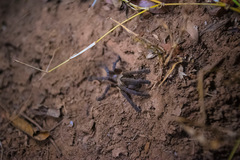 Cyriopagopus longipes