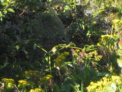 Zosterops japonicus montanus