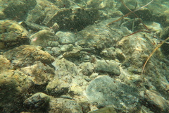 Lepidoblennius marmoratus