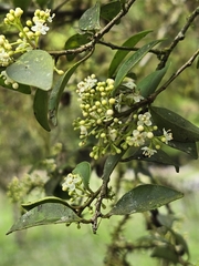 Ilex goshiensis