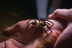 Cyriopagopus longipes