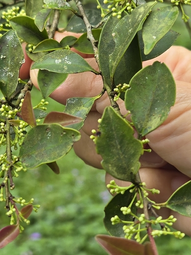 Ilex goshiensis, photograph 2