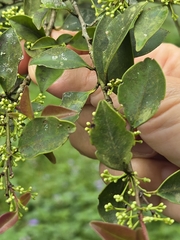 Ilex goshiensis, photograph (c) 賴碧珠, some rights reserved (CC BY)
