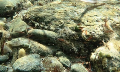 Lepidoblennius marmoratus