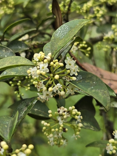 Ilex goshiensis, photograph 3