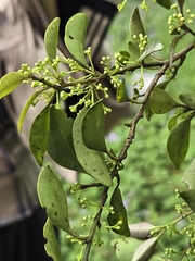 Ilex goshiensis, photograph (c) 賴碧珠, some rights reserved (CC BY)