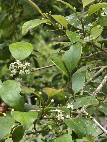 Ilex goshiensis, photograph 5