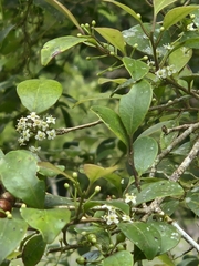 Ilex goshiensis, photograph (c) 賴碧珠, some rights reserved (CC BY)