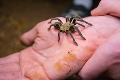 Cyriopagopus longipes