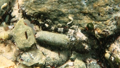 Lepidoblennius marmoratus