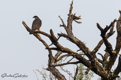 Accipiter cooperii