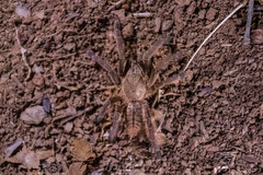Cyriopagopus longipes