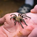 Vietnam Earth Tiger Tarantula - Photo (c) Leif loftis, some rights reserved (CC BY-NC), uploaded by Leif loftis