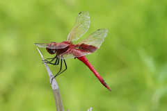 Tramea stenoloba
