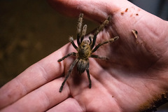 Cyriopagopus longipes