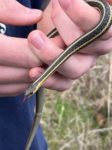 Butler's Garter Snake