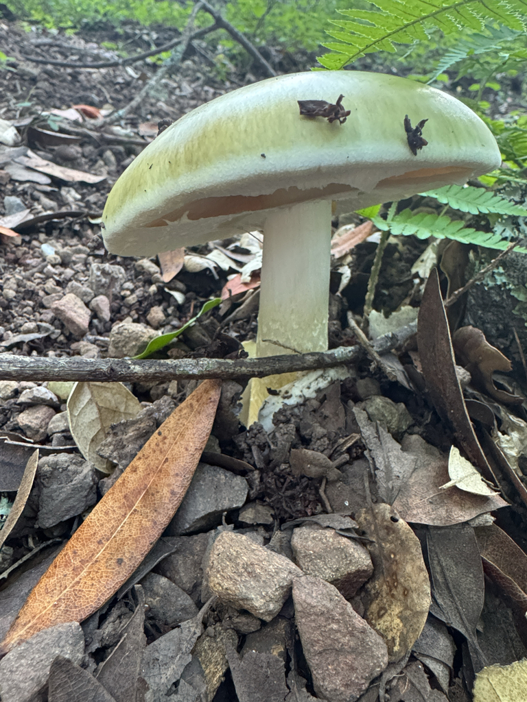 Deathcap · May 2026 · photo: Photo: (c) Peter Abrahamsen, some rights reserved (CC BY) · iNaturalist