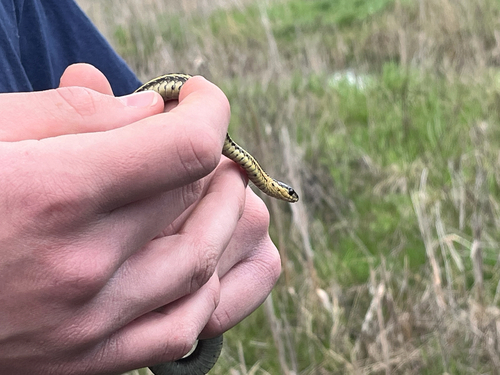 Butler's Garter Snake
