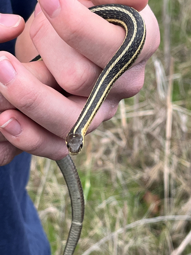 Butler's Garter Snake