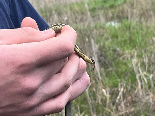 Butler's Garter Snake