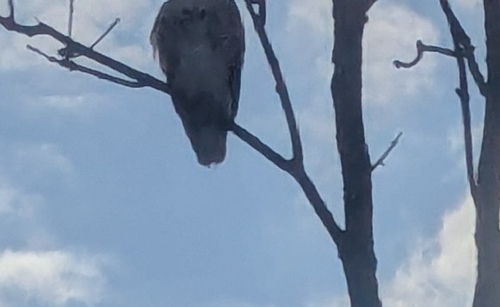 Red-tailed Hawk