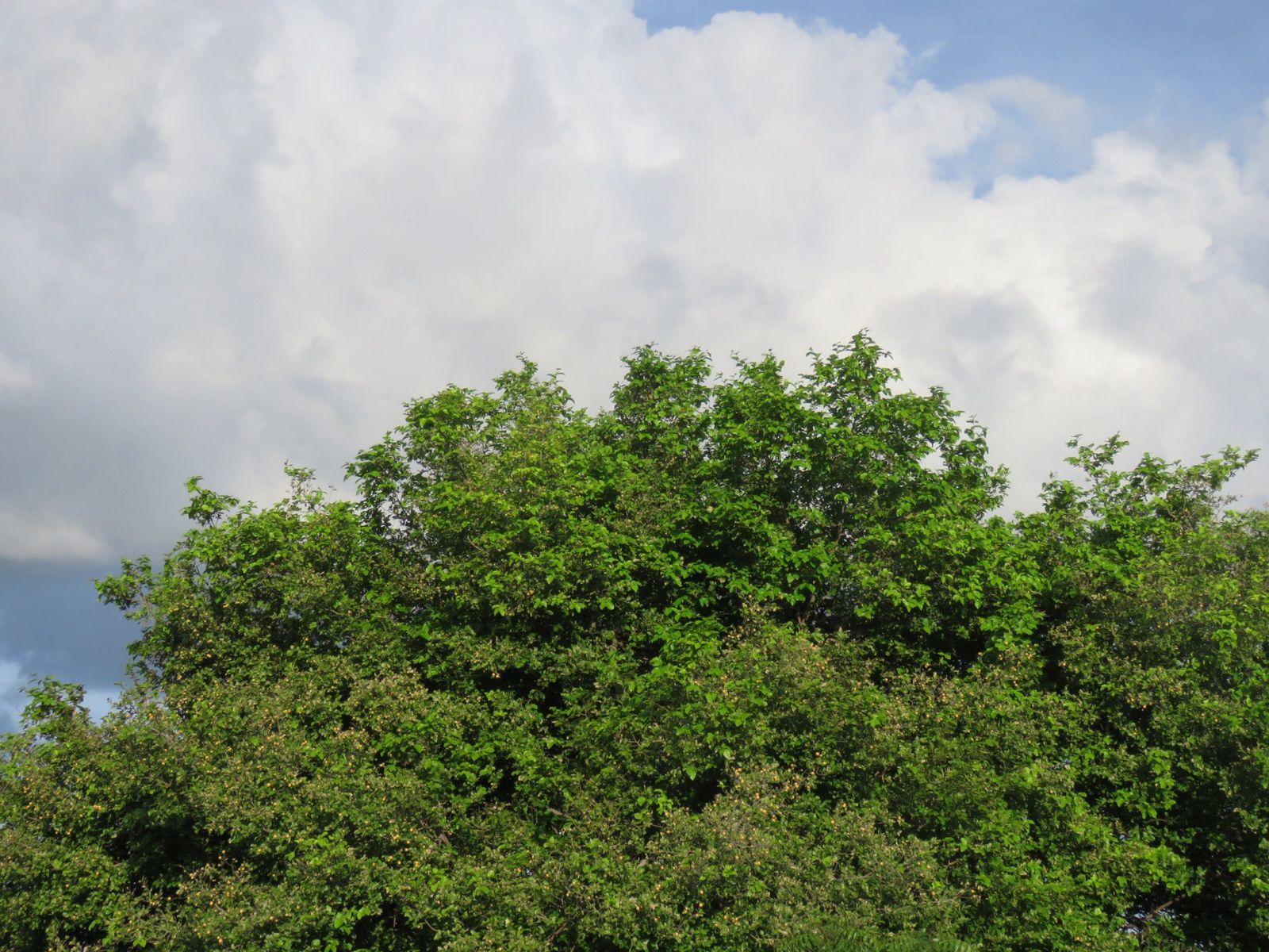 Sarcomphalus joazeiro