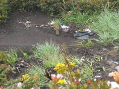 Pycnonotus bimaculatus