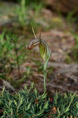 Pterostylis truncata