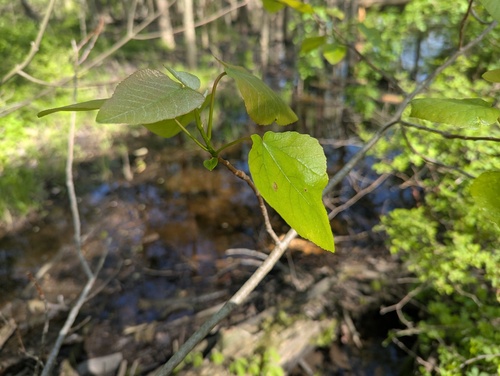 Swamp poplar