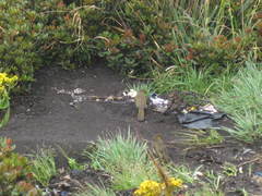 Pycnonotus bimaculatus