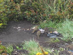 Pycnonotus bimaculatus