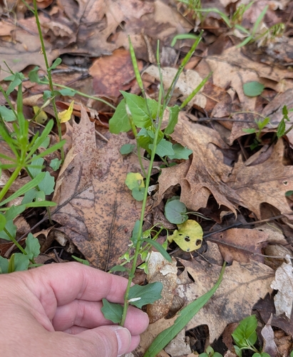 Cardamine douglassii, photograph 4