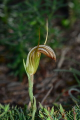 Pterostylis truncata