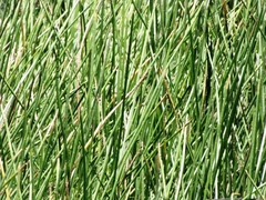 Eleocharis interstincta