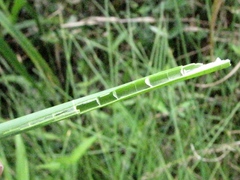 Eleocharis interstincta