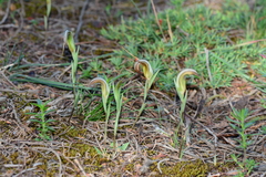 Pterostylis truncata