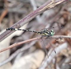 Austroepigomphus praeruptus